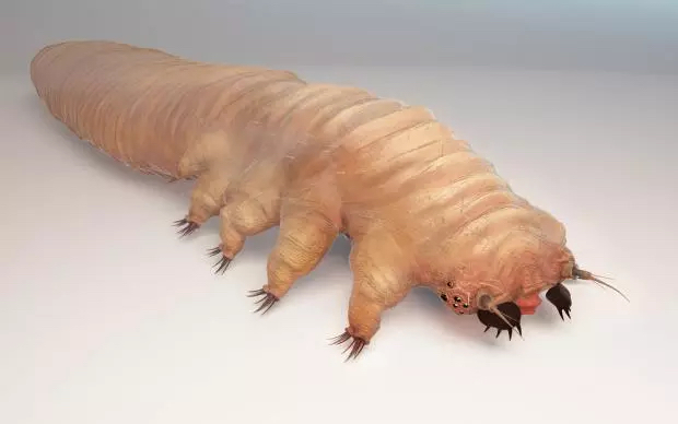 Wie die Haarbalgmilbe unser Selbstbild und unsere Identität erweitern kann